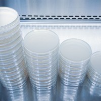 Petri Dishes
